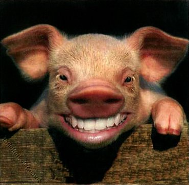 pig_smiling.jpg